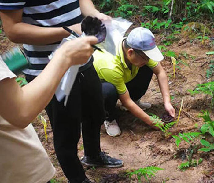 灵芝采摘