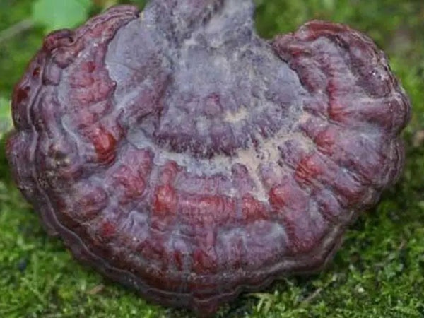 灵芝孢子粉怎么挑？如何吃？