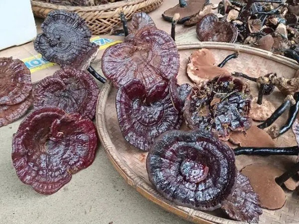 灵芝的形态特征