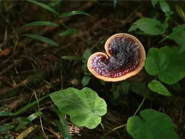 灵芝如何病虫防治？