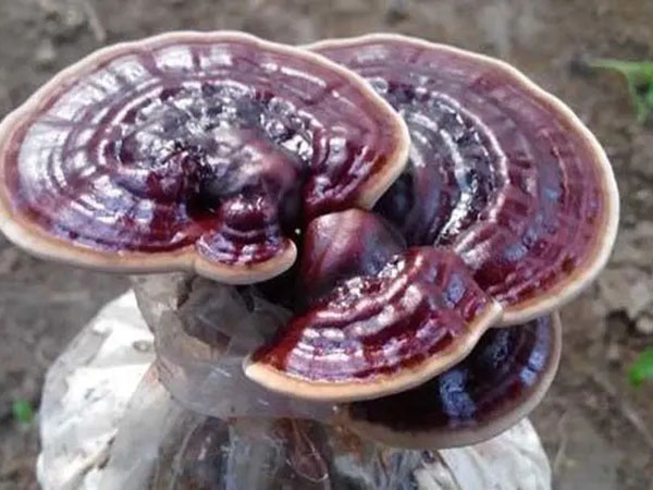 灵芝的栽培技术