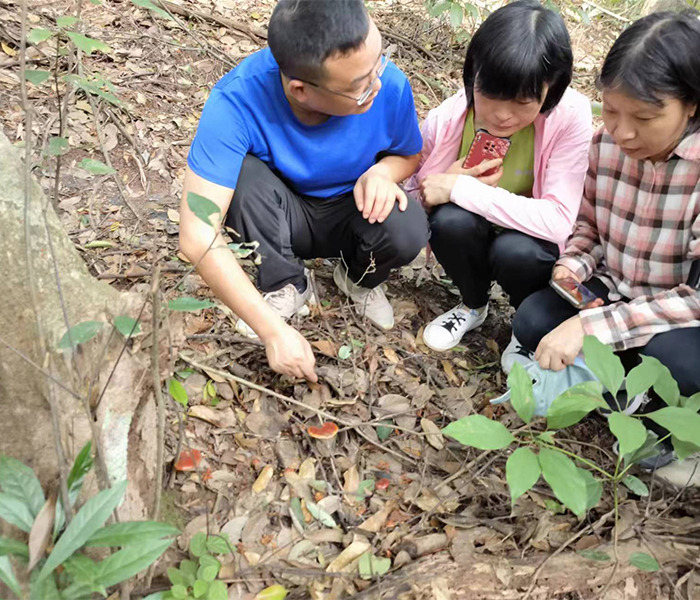 灵芝采摘