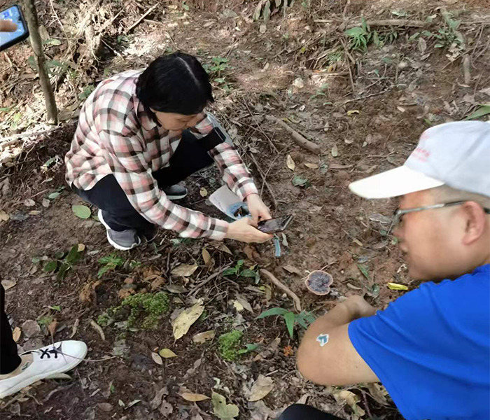 灵芝采摘